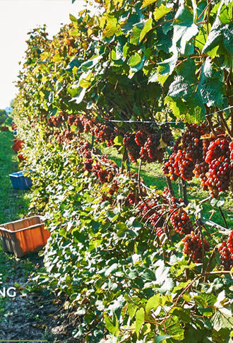 Cutting Grapes off a vine