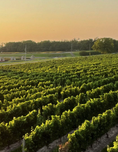 Cutting Grapes off a vine