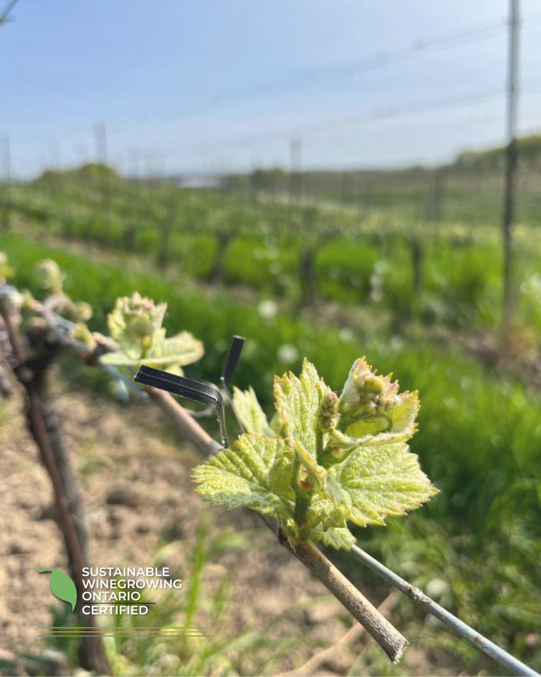 Spring Equinox Cutting Grapes off a vine