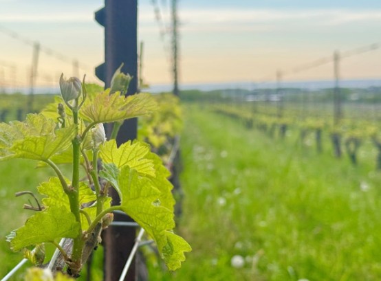 Summer Vineyard Ontario Bottles on shelf